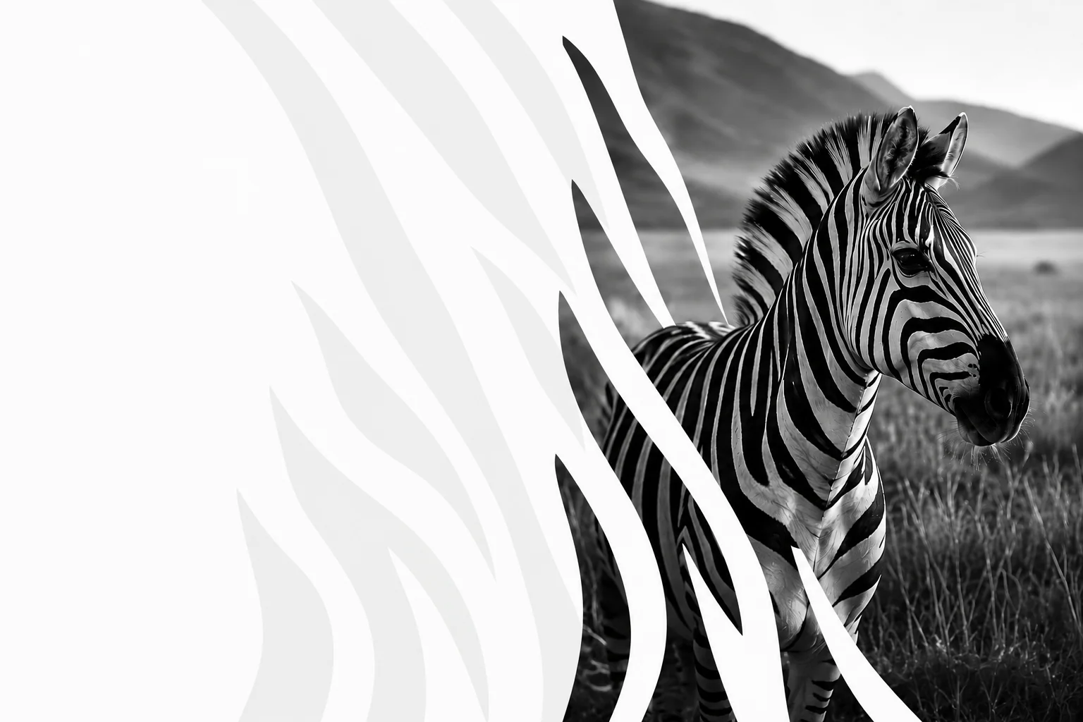 Zebra v savane — inšpirácia značky CEBRA